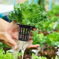 thumbnail image 5 of 100 Pack 1.77 Inch Net Cups Slotted Mesh Wide Lip Filter Plant Net Pot Bucket Basket for Hydroponics Aquaponics Orchids, 5 of 5