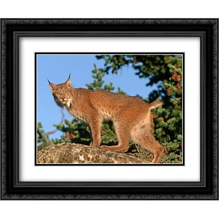 Canada Lynx climbing on rock, North America 2x Matted 24x20 Black Ornate Framed Art Print by Fitzharris,