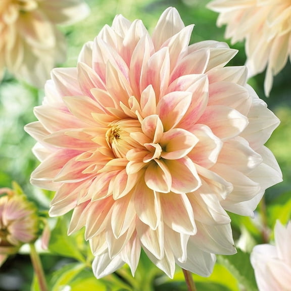 Ice Cube Dahlia Flower Bulbs - HUGE Blooms up to 10" WIDE - Deer Resistant - Good as Cut Flowers - Grows Well In Containers - Easy to Grow Live Plants - Outdoor Garden