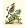 thumbnail image 2 of Edwards, George 12x14 White Modern Wood Framed Museum Art Print Titled - Poised in Nature III, 2 of 4