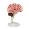 thumbnail image 6 of 4D Disassembled Anatomical Human Brain Model Anatomy Teaching L9U4 Tool R0D6, 6 of 6