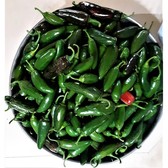 PAPAW'S GARDEN SUPPLY LLC. HELPING THE NEXT GENERATION GROW! Gigantia Hybrid Jalapeno Hot Pepper 20 Seeds