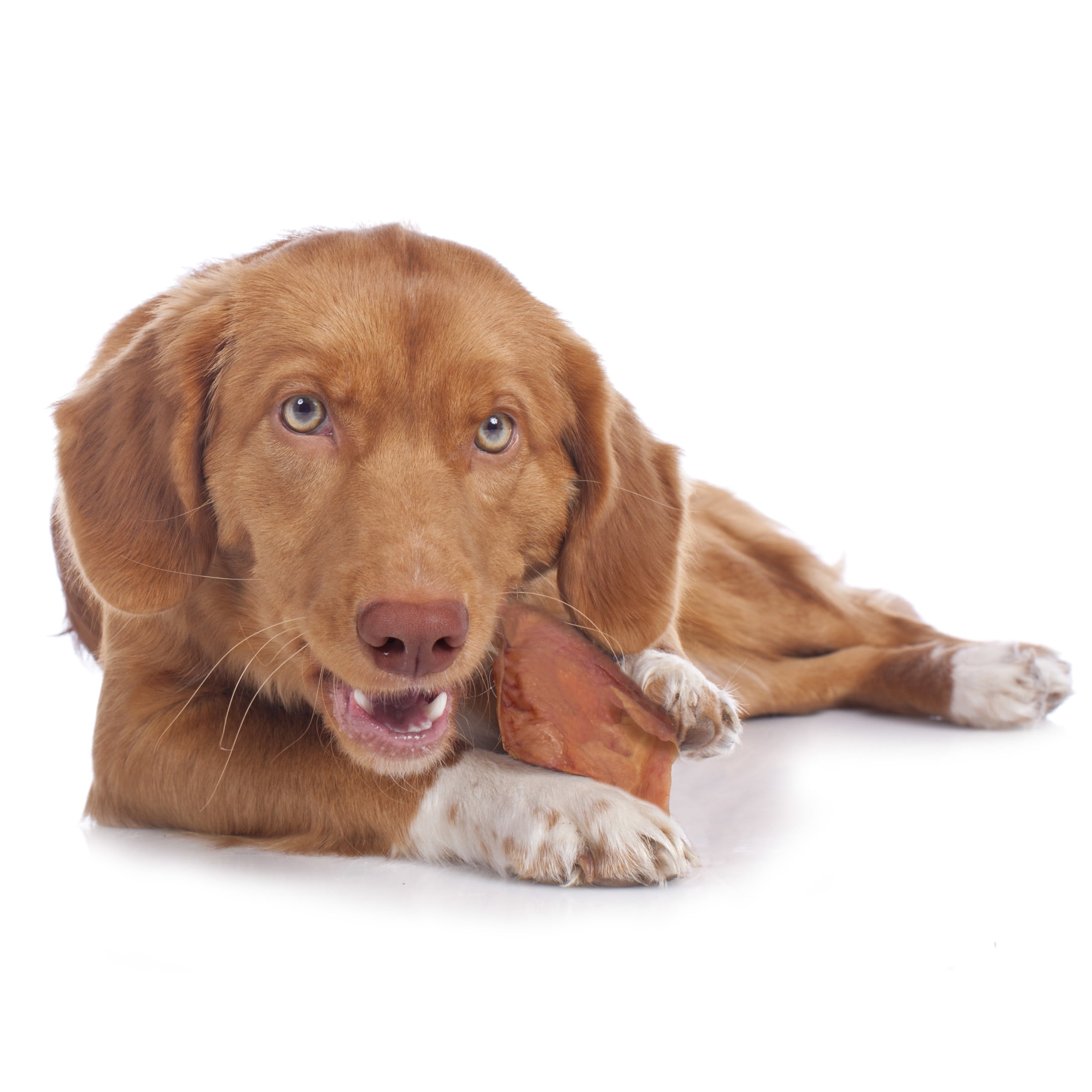 Cadet Pig Ears Dog Treats, Natural Dog Chews, 10 Ounce, 12 Count