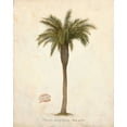 thumbnail image 2 of Fisk, Arnie 20x24 Black Ornate Wood Framed with Double Matting Museum Art Print Titled - Date Palm Illustration               , 2 of 4