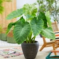 Garden State Bulb Colocasia Esculenta Elephant Ear Bulbs, 7/9 inches