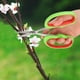 thumbnail image 2 of Tijeras De Podar Tijeras De Bonsai Herramientas De Jardín Japonesas De Bonsai De Acero Inoxidable, Tijeras De Poda De Ramas De árboles Frutales Herramientas De Jardín Tijeras De Podar De Uva Ecomeon no, 2 of 6