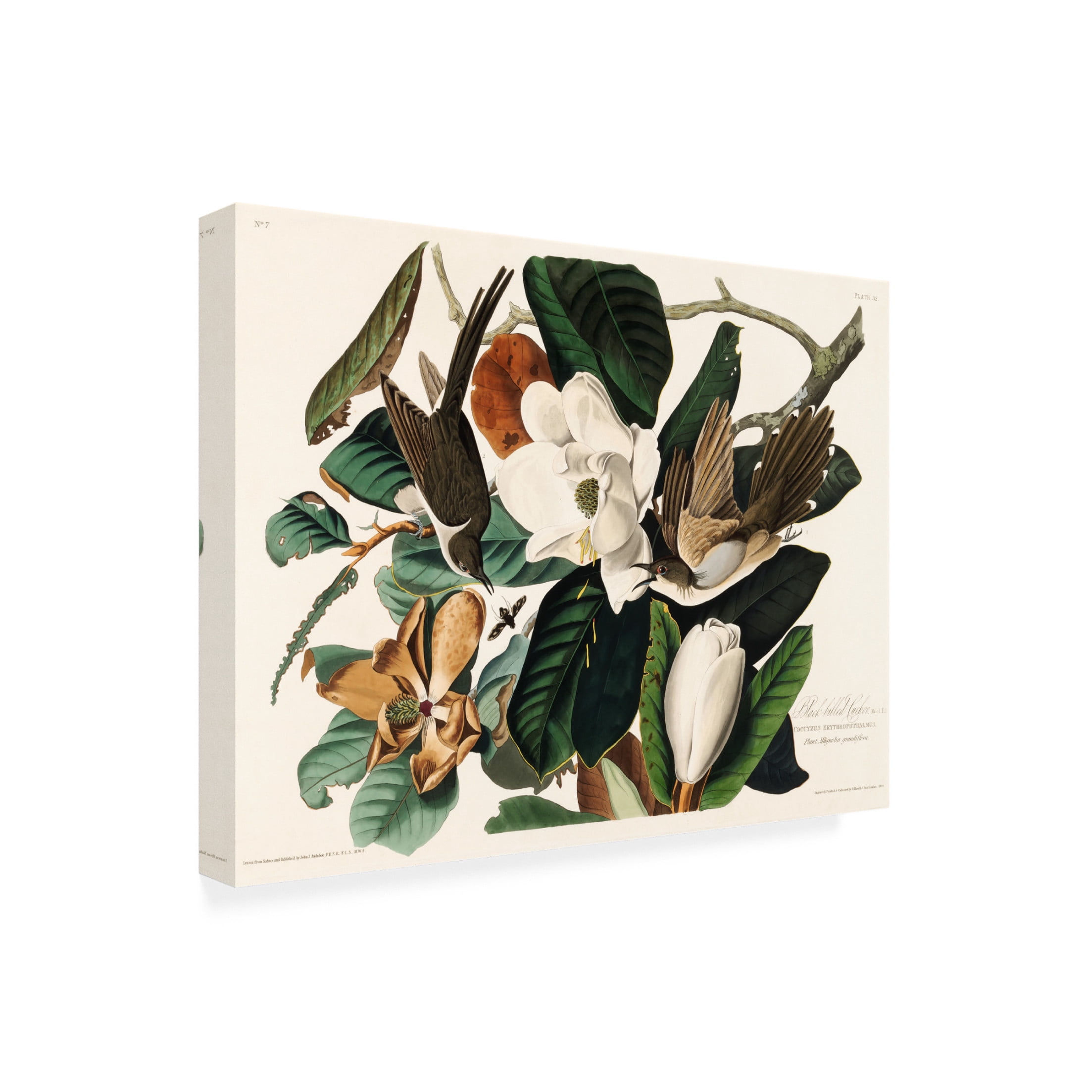 Trademark Fine Art Pictufy Black Billed Cuckoo From Birds of America 1827 Canvas Wall Art