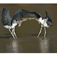 thumbnail image 2 of Williams, Joanne 13x12 Black Ornate Wood Framed with Double Matting Museum Art Print Titled - Kenya Marabou storks with nesting material, 2 of 4