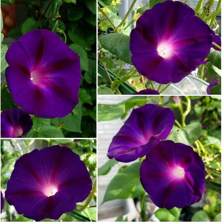30+ Seeds| Knowlians Black Morning Glory Seeds - Authentic