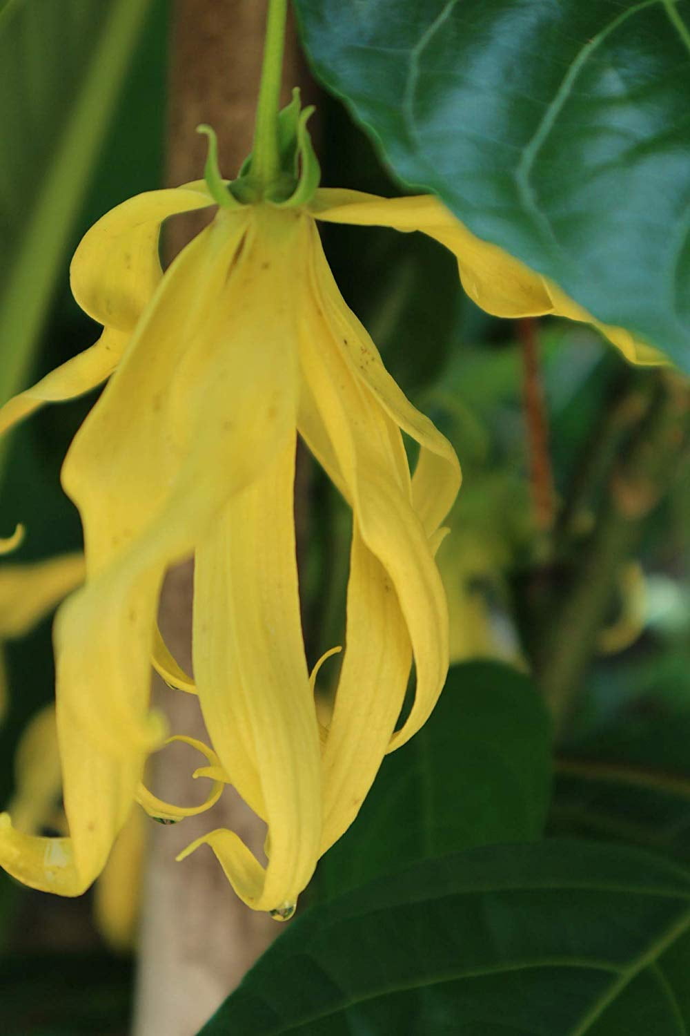 ArOmis Organic Ylang Ylang Essential Oil, USDA Certified and 100% Pure, Undiluted, Aromatherapy, Therapeutic Grade 30ml
