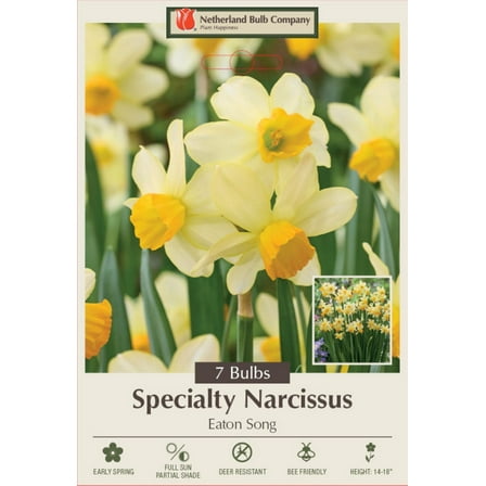Eaton Song Daffodil - Narcissus - 12/14 cm Bulbs - 7 Bulbs