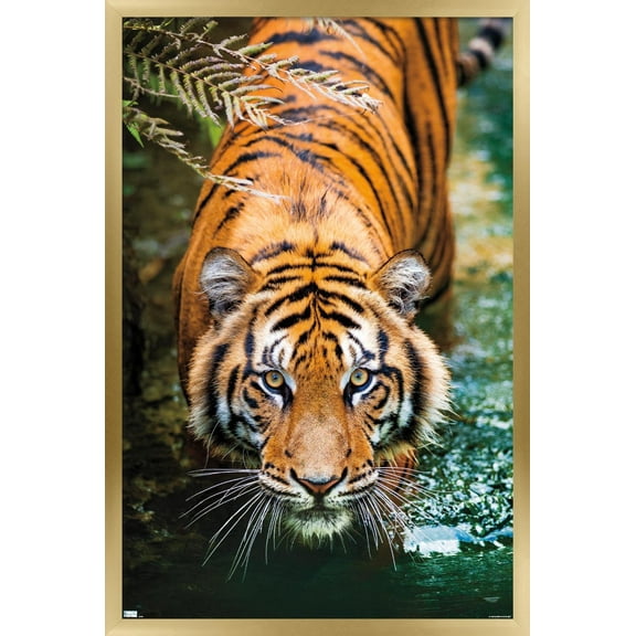 Tiger - Water Wall Poster, 14.725" x 22.375", Framed