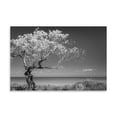 thumbnail image 2 of Gango Home Decor Lone Tree I by Kathy Mahan (Printed on Paper); One 36x24in Fine Art Paper Giclee Print, 2 of 4