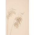 thumbnail image 2 of 1x Studio III 17x24 Gold Ornate Wood Framed with Double Matting Museum Art Print Titled - Reed Grass Beige 08, 2 of 4