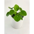 thumbnail image 2 of Bumble Plants Chinese Money Pilea Peperomioides Live Plant in 4" Pot, 2 of 5