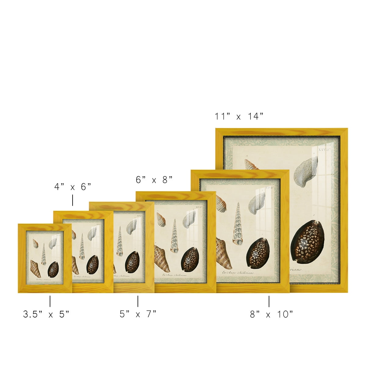 Bookplate Shells IX - Framed Print w/glass - Sunflower Yellow