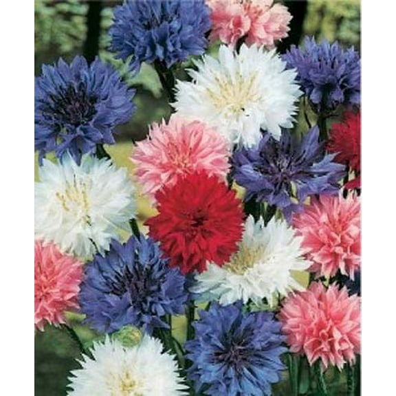 Centaurea Bachelors Button Polka Dot Mixture Nice Garden Flower 300 Seeds
