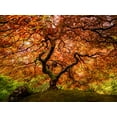 thumbnail image 2 of Yu, Wenjin 14x12 Gold Ornate Wood Framed with Double Matting Museum Art Print Titled - A Senior Maple Tree, 2 of 4