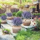 thumbnail image 2 of Xiao Hua 12 manojos de flores artificiales de lavanda de plástico sintético morado (morado grisáceo), 2 of 5