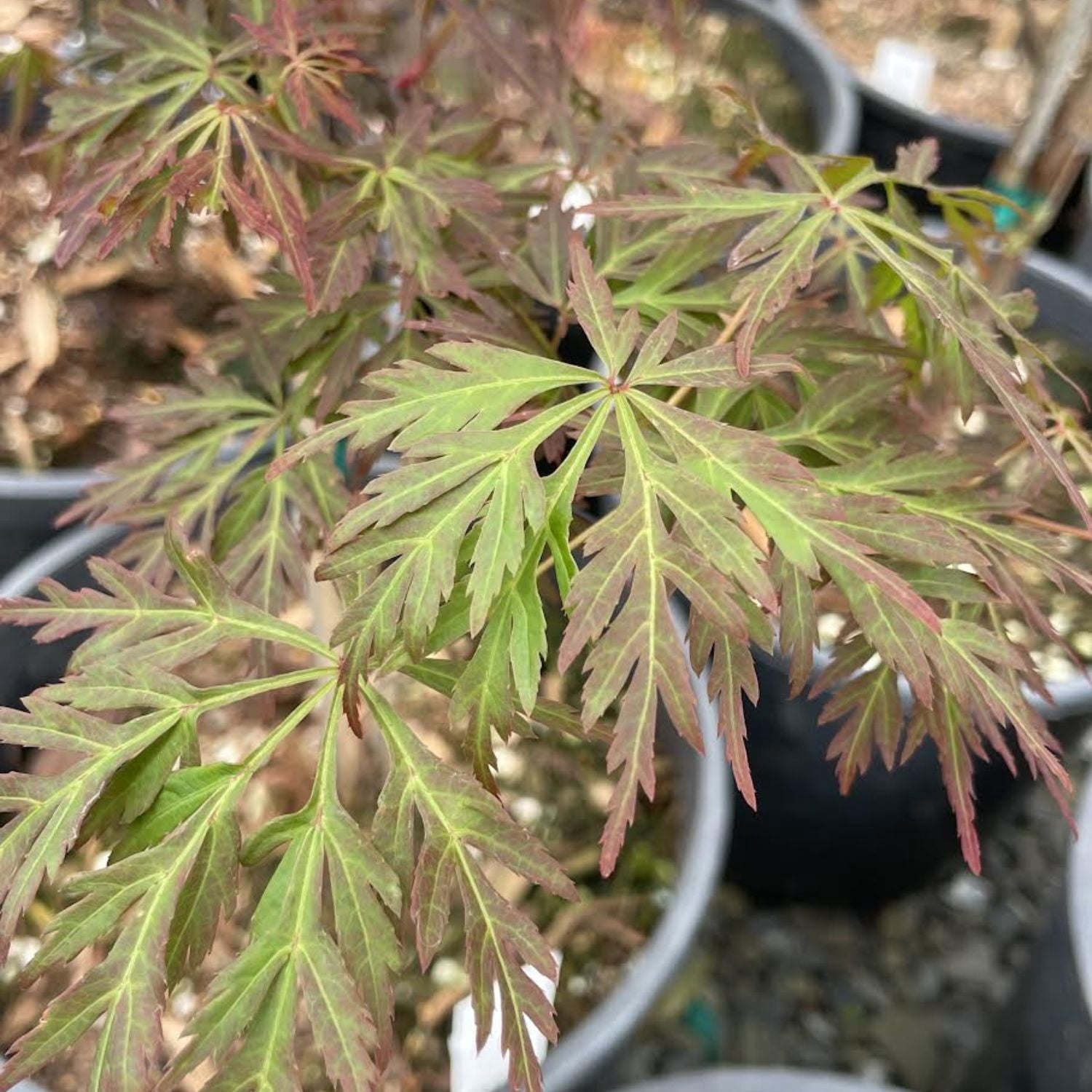 Expert Gardener 3-4' Maple Japanese Orangeola Live Tree in 1 gal. Grower Pot