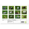 thumbnail image 2 of Guinea pigs and dwarf rabbits (Monthly Wall Calendar 2026 11.7 x 16.5 (open)), CALVENDO 14 Month Calendar, 2 of 9