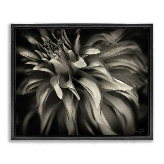 Stupell Industries Dark Curling Chrysanthemum Botanical & Floral Photography Black Floater Framed Art Print Wall Art, 21 x 17