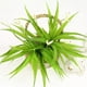 thumbnail image 4 of Planta artificial de orquídea Cymbidium con hojas y flores, ramo de ramas de orquídea Cymbidium falsas para decoración de jardín y hogar., 4 of 5