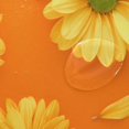 thumbnail image 4 of Coolnut Orange Gerbera Shower Curtain Bathroom Decor Watercolor Shower Curtain Sets Fabric Cloth Bathroom Curtains with Hooks 72x72 Inch, 4 of 5