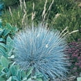 thumbnail image 2 of 1 Gal. Pot, Elijah Blue Fescue Ornamental Grass Potted Perennial Plant - 1 plant per offer, 2 of 4