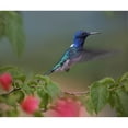 thumbnail image 3 of Fitzharris, Tim 14x12 Black Modern Framed Museum Art Print Titled - White Necked Jacobin Hummingbird, 3 of 5