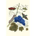 thumbnail image 1 of Grapevine with Gaudy Spinx Moth-Fine Art Canvas Print (20" x 30"), 1 of 1
