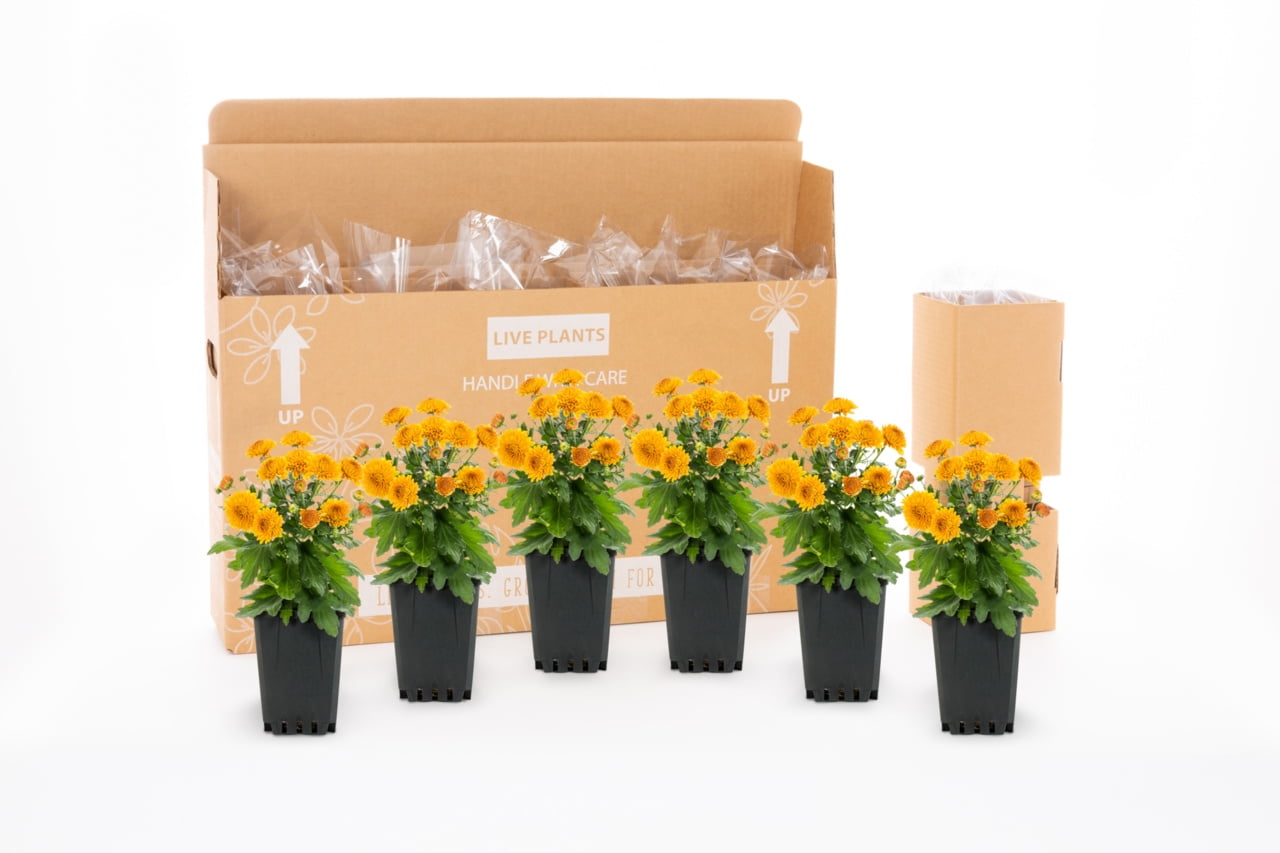 Expert Gardener 6 Inch Yellow Chrysanthemum Live Fall Plant 1PT