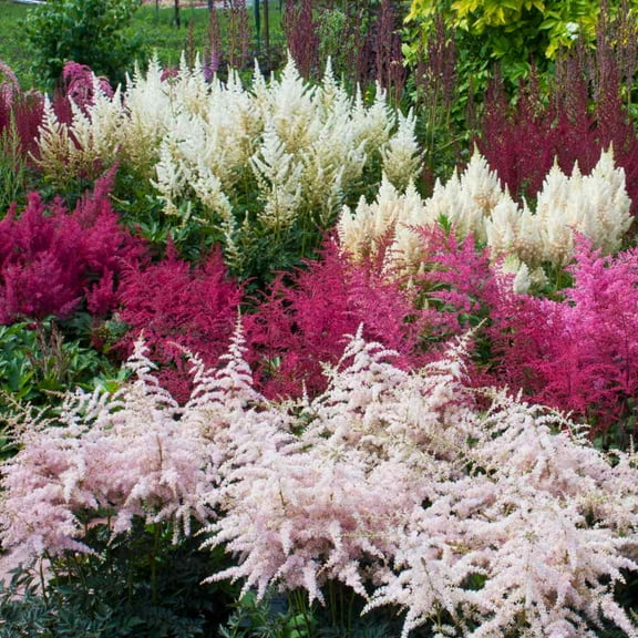 Outsidepride 2000 Astilbe Arenndsii Bunter Fruit Plant Seed, Shade Tolerant