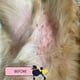 thumbnail image 3 of Bálsamo para la piel del perro Finn Skin Hero Revitalizing 50 ml, 3 of 7