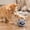C, variant on Interactive Cat Toy with Realistic Meow Sounds, Touch Activated Self Play Plush Kitten Toy, Durable Bite Resistant Cat Plush Ball, Cats Head Balls Cats Teasing Stick Pet Supplies