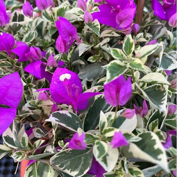Set 2 Blueberry Ice Bougainvillea Live Plants 4-7" Tall for Planting, Bougainvillea Flower Plant, Flower Vine Plant Indoor Outdoor
