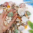 thumbnail image 4 of WFPLUS 200+pcs Sea Shells Mixed Ocean Beach Seashells, Various Sizes Natural Seashells Starfish for Fish Tank, Home Decorations, Beach Theme Party, Candle Making, Wedding Decor, DIY Crafts, 4 of 4