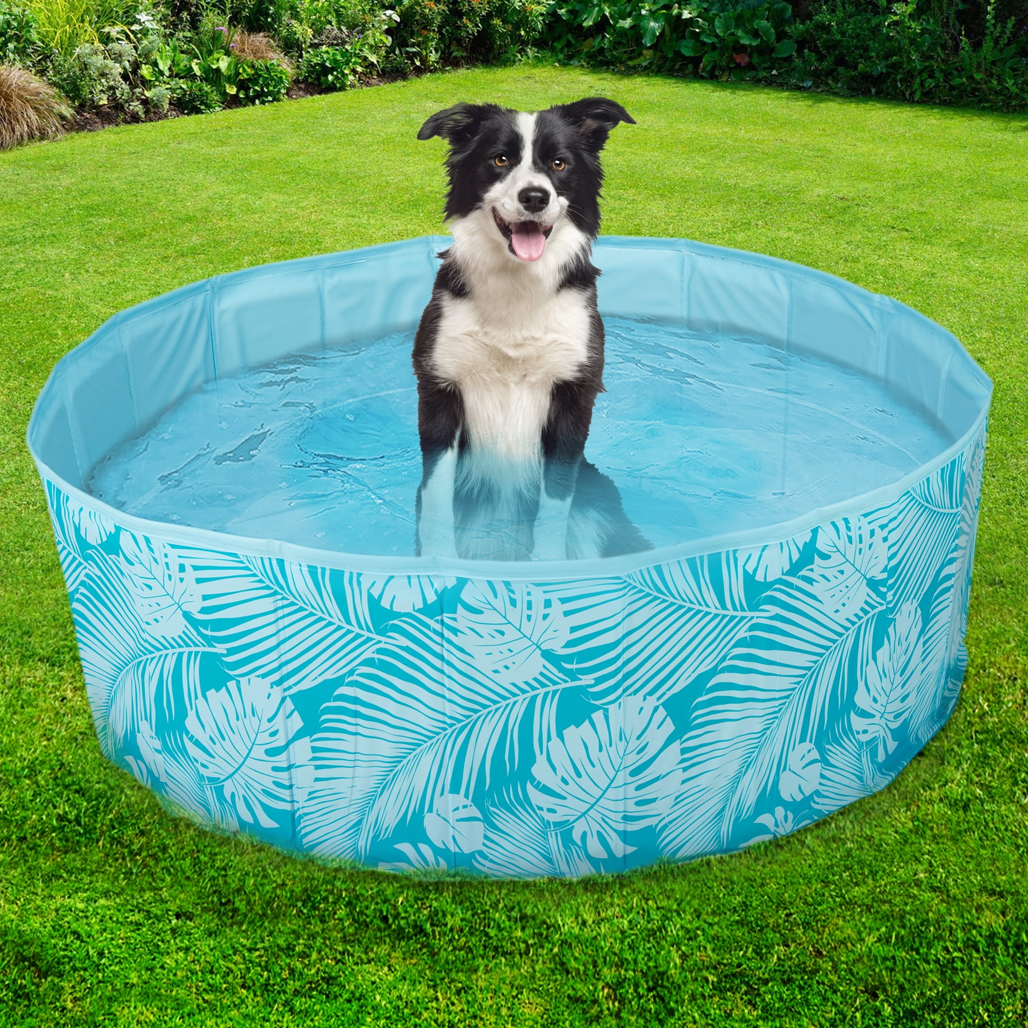 Pool dog 2025