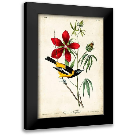 Audubon, John James 11x14 Black Modern Framed Museum Art Print Titled - Audubon Bird and Botanical I