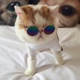 thumbnail image 4 of Small Pet Dogs Cats Eyewear Sunglasses Universal Eye Protective Photos Props, 4 of 7