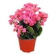 thumbnail image 5 of planta natural kalanchoe 40 x 30 cm con maceta de plástico, 5 of 5