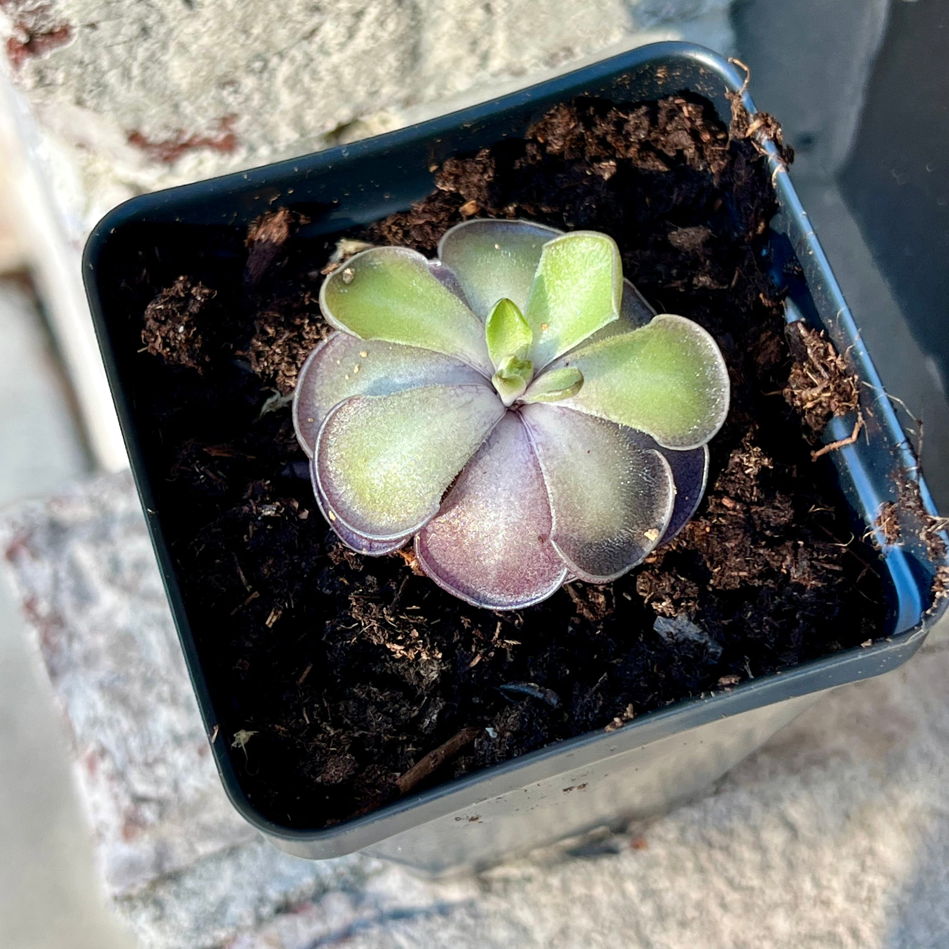 Bloomify Live Pinguicula cyclosecta – Rare Violet-Toned Mexican Butterwort, Rosette-Forming Carnivorous Plant, Effortless to Grow