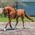 thumbnail image 4 of Dura-Tech Supersoft Lunge Line | Ideal for Equestrian Training | Color Black, 4 of 4