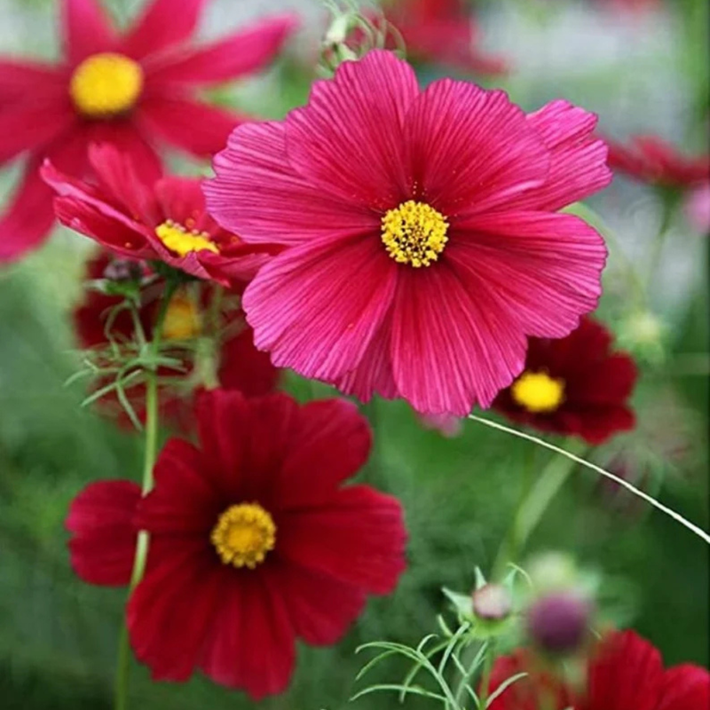 50 Red Rubenza' Cosmos Seeds Flower Seeds