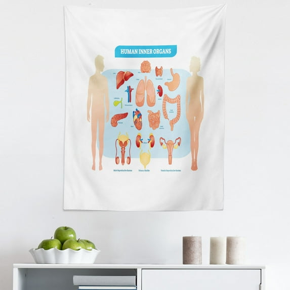Anatomy Tapestry, Human Inner Organs List Infographic Male Female Body Plain Background, Fabric Wall Hanging Decor for Bedroom Living Room Dorm, 5 Sizes, Pale Blue Beige, by Ambesonne