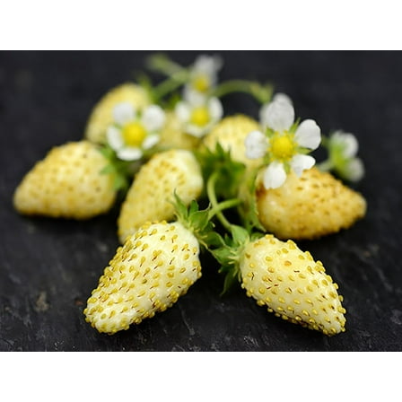 Yellow Wonder™ Alpine Strawberry - 8 Plants - Fragaria - Everbearing