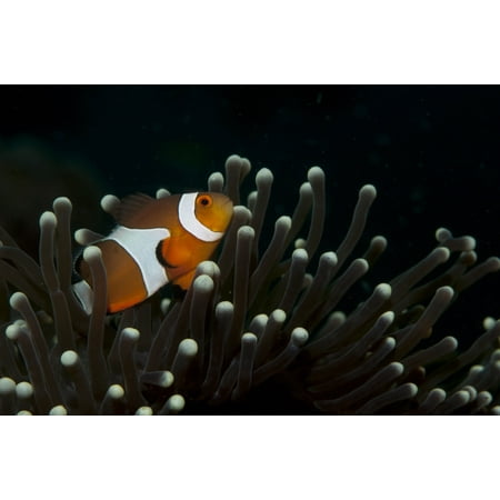 Flase clownfish in a magnificent sea anemone Poster Print by VWPicsStocktrek