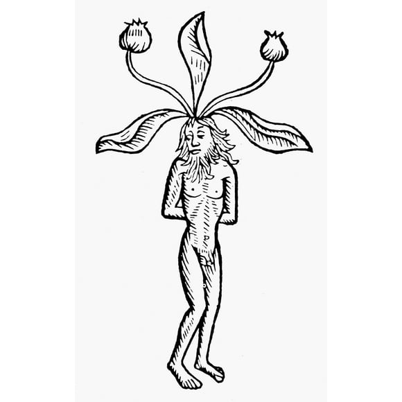 Botany: Male Mandrake. /Nwoodcut From Johannes De Cuba'S 'Hortus Sanitatis,' Paris, 1498. Poster Print by  (24 x 36)