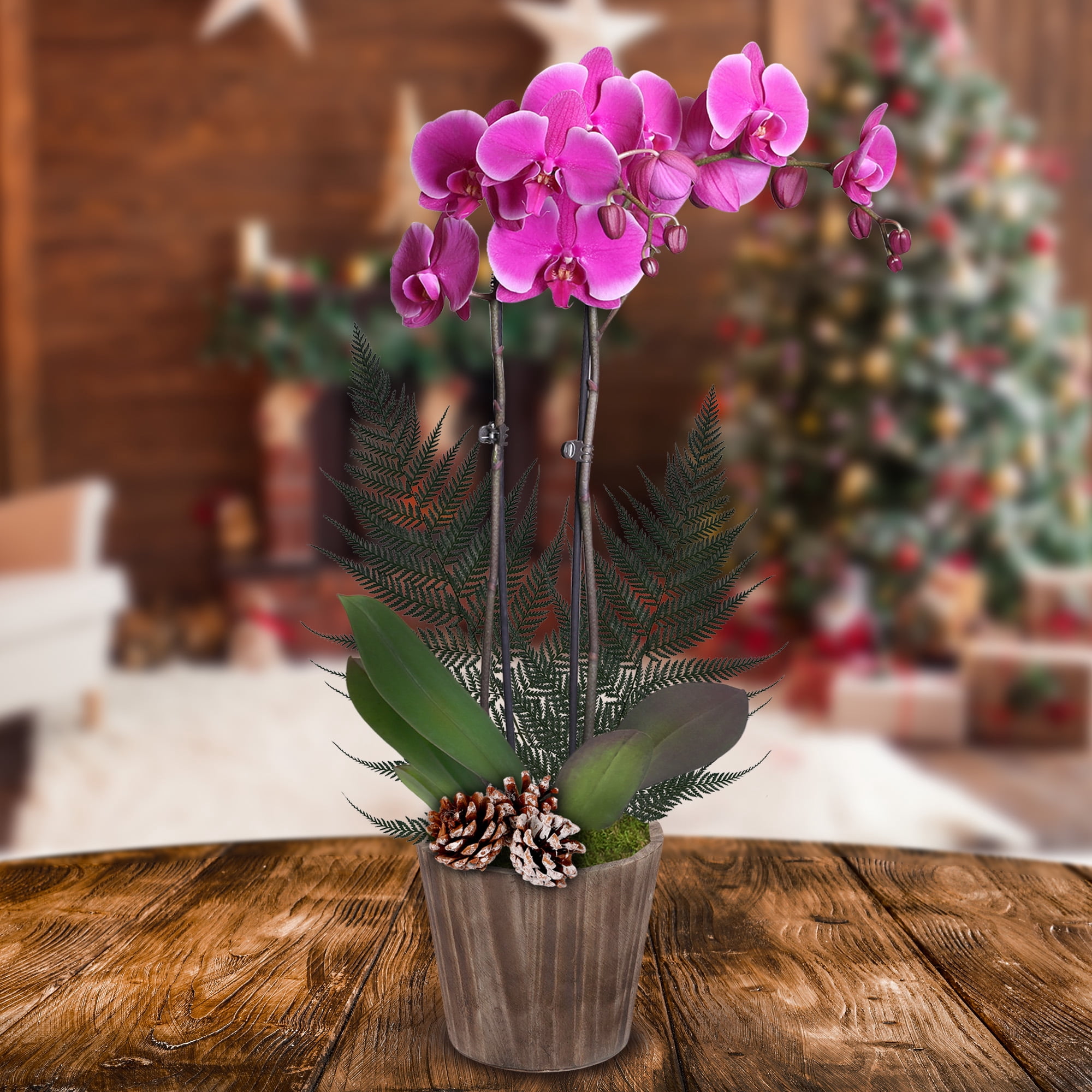 Just Add Ice 16-30" Premium Purple Orchid Live Plant W/Fern in 5" Brown Wood Pot with Snowy Pinecones, House Plant