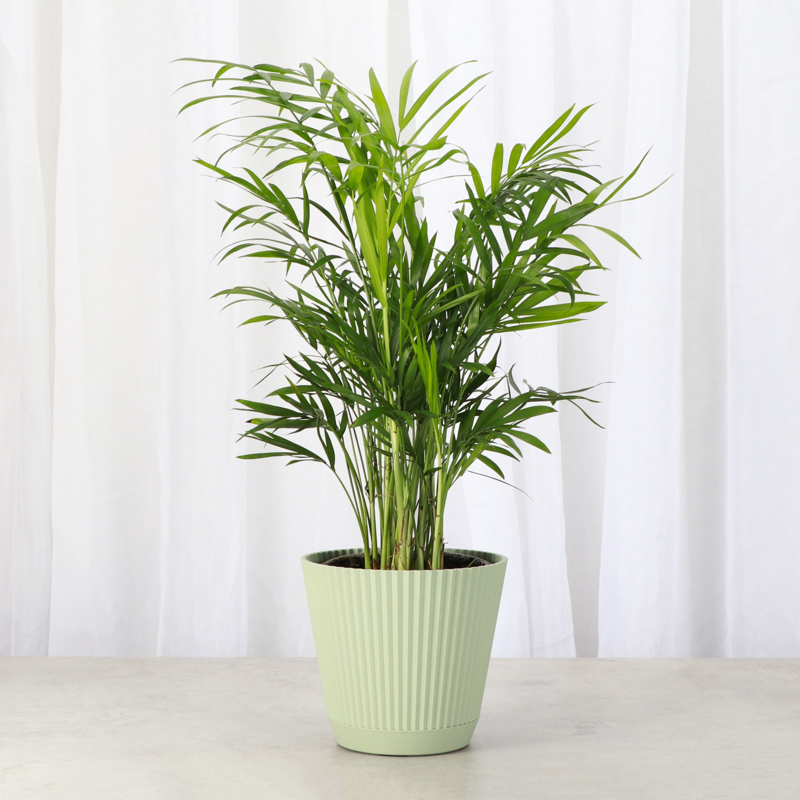 Live Parlor Palm Plant - Pet Safe - 4" Decorative Pot Cover - Thorsen's Greenhouse